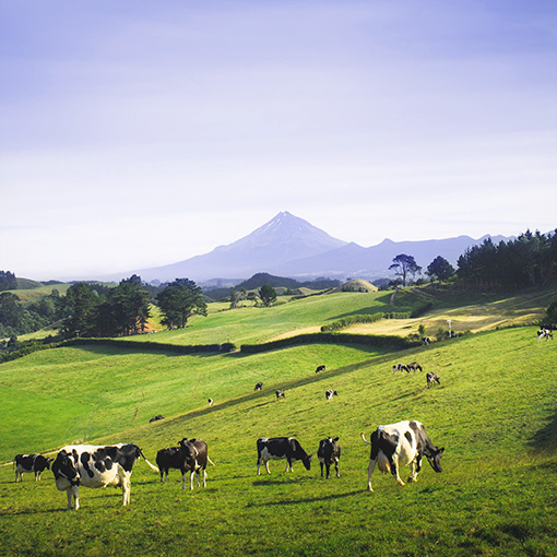 cows in the pasture